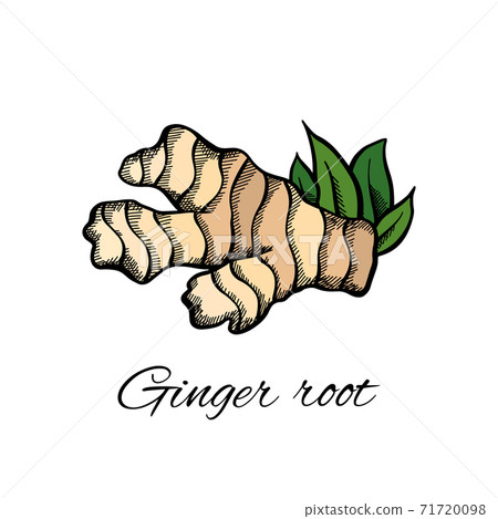 Color sketch of ginger root and leaves with the inscription on white background. Engraving illustration with hatching. Healthy food. Vector object 71720098