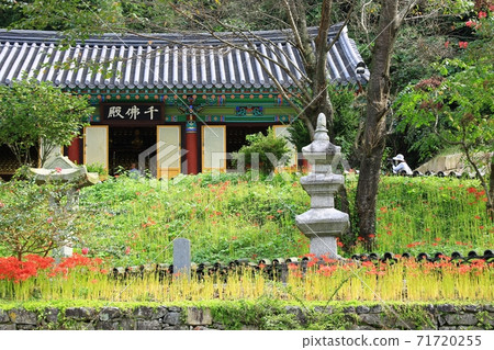 Flowering Day, Dragon Angel Flowering Day, Dragon Angel 71720255