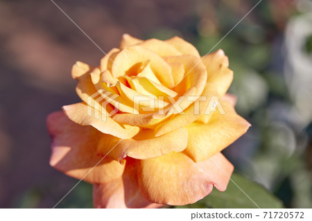 Rose Rose 71720572