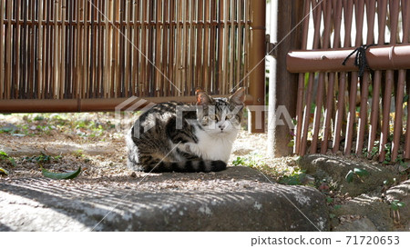 Kitten looking at this place Kitten looking at this place 71720653