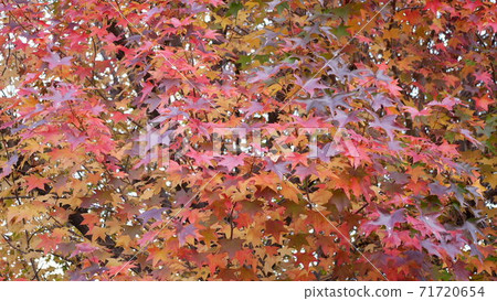 Autumn leaves Autumn leaves 71720654