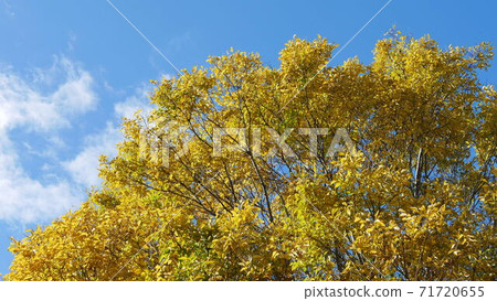Yellow leaves and autumn clouds Yellow leaves and autumn clouds 71720655