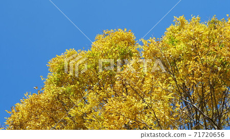 Yellow leaves and autumn blue sky Yellow leaves and autumn blue sky 71720656