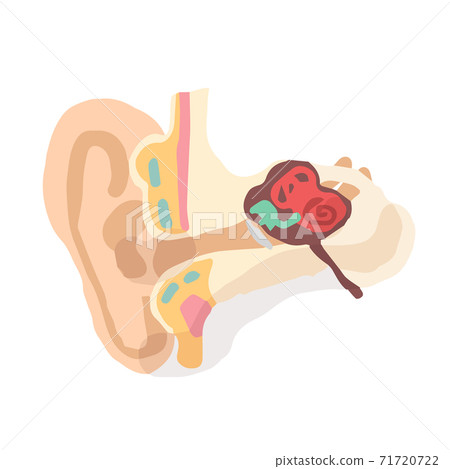 Ear anatomy; Hand drawn vector illustration like woodblock print Ear anatomy; Hand drawn vector illustration like woodblock print 71720722