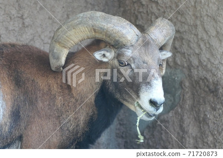 角大山羊 照片素材 圖片 圖庫