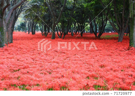 Bulgapsa花缽,花卉景觀 Bulgapsa花缽,花卉景觀 71720977