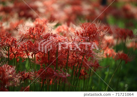 Bulgapsa flower bowl, flower landscape Bulgapsa flower bowl, flower landscape 71721064