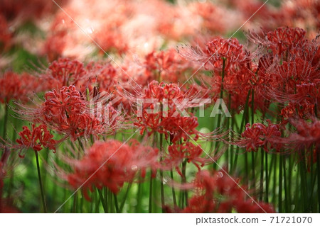 Bulgapsa花缽，花卉景觀 71721070