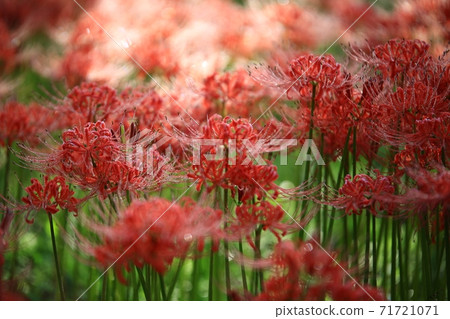 Bulgapsa花缽，花卉景觀 71721071