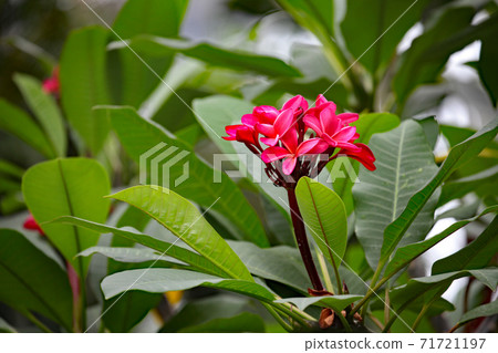 Flower of Indosokaye Flower of Indosokaye 71721197