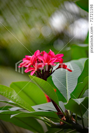 Flower of Indosokaye 71721198