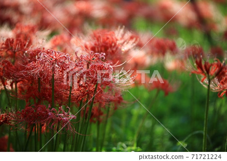 The day when all flowers bloom, Bulgapsa Temple The day when all flowers bloom, Bulgapsa Temple 71721224