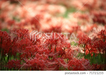 鮮花盛開的那一天,Bulgapsa寺 鮮花盛開的那一天,Bulgapsa寺 71721233