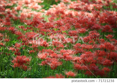 鮮花盛開的那一天,Bulgapsa寺 鮮花盛開的那一天,Bulgapsa寺 71721238