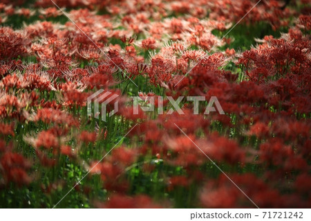 鮮花盛開的那一天,Bulgapsa寺 鮮花盛開的那一天,Bulgapsa寺 71721242