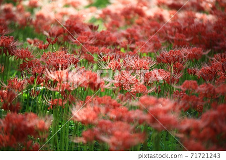 鮮花盛開的那一天,Bulgapsa寺 鮮花盛開的那一天,Bulgapsa寺 71721243