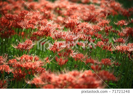 鮮花盛開的那一天,Bulgapsa寺 鮮花盛開的那一天,Bulgapsa寺 71721248