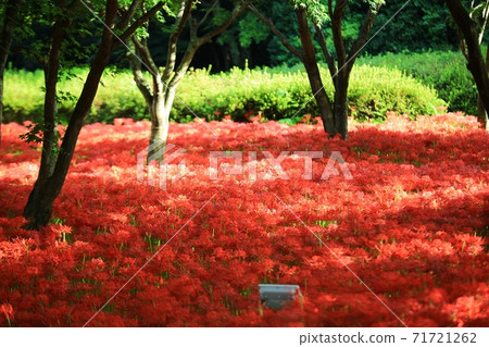 鮮花盛開的那一天,Bulgapsa寺 鮮花盛開的那一天,Bulgapsa寺 71721262