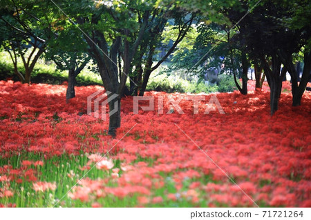 鮮花盛開的那一天,Bulgapsa寺 鮮花盛開的那一天,Bulgapsa寺 71721264