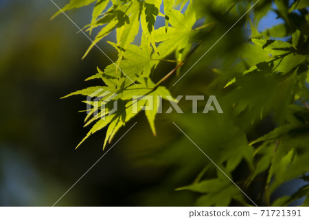 Shidangoyama 71721391