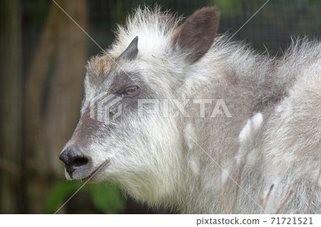 Japanese serow (Nagoya City Higashiyama Zoo and Botanical Garden) 71721521
