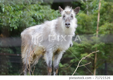Standing Japanese serow (Higashiyama Zoo and Botanical Garden, Nagoya City) 71721526