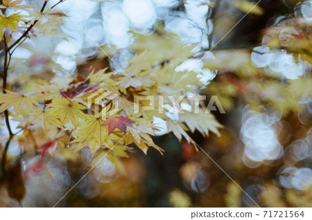 Soap bubble bokeh maple Soap bubble bokeh maple 71721564