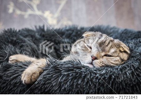 cute cat sleeps on a soft bed and looks cute cat sleeps on a soft bed and looks 71721843
