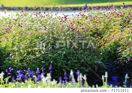 Garden of Spring" Suncheon Bay National Garden Garden of Spring" Suncheon Bay National Garden 71721911