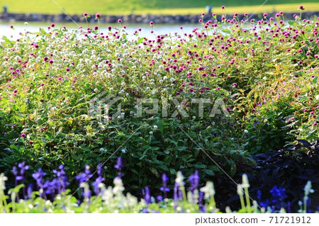 Garden of Spring" Suncheon Bay National Garden Garden of Spring" Suncheon Bay National Garden 71721912
