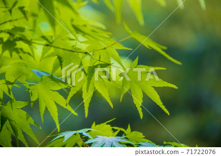 京都西山山間溪流的風景 京都西山山間溪流的風景 71722076