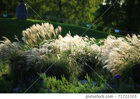 自然風光,花園中的春天 自然風光,花園中的春天 71722103