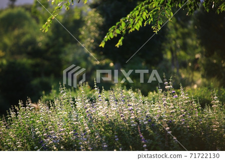 Natural scenery, spring in the garden' Natural scenery, spring in the garden' 71722130