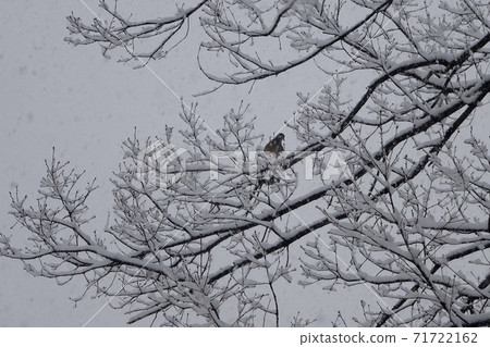 一隻鴿子棲息在雪地裡的樹枝上 一隻鴿子棲息在雪地裡的樹枝上 71722162
