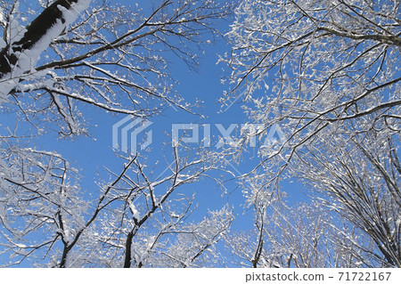 藍天白雪覆蓋的樹枝【富士見中央近鄰公園】埼玉縣敦島市 藍天白雪覆蓋的樹枝【富士見中央近鄰公園】埼玉縣敦島市 71722167