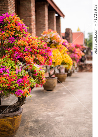 Portrait Of Flowers In Ayutthaya City Of Thailand 71722918