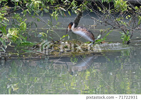 Great Crested Grebe while raising children. 71722931