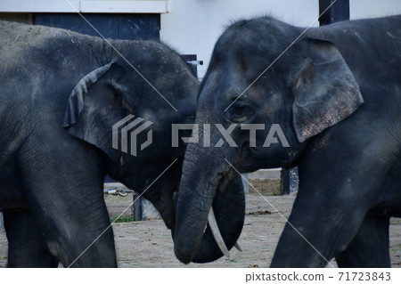 Statue of Nakayoshi Statue of Nakayoshi 71723843