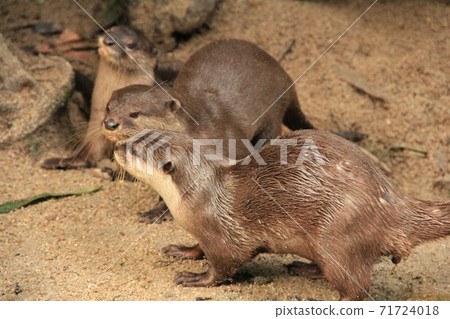 並排看得見的川尾 71724018