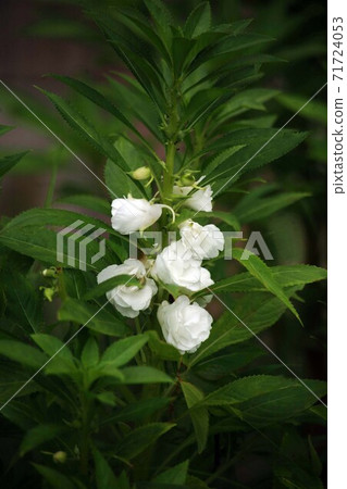 Red flower of impatiens 71724053