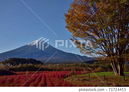 Lake Kawaguchi in autumn with Mt. Fuji and Kokia 71724453