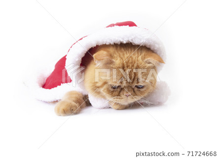 Scottish fold cat in red santa claus suit lay down on floor. Scottish fold cat in red santa claus suit lay down on floor. 71724668