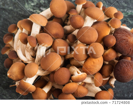 Poplar mushrooms Pholiota aegerita or pioppini Poplar mushrooms Pholiota aegerita or pioppini 71724808