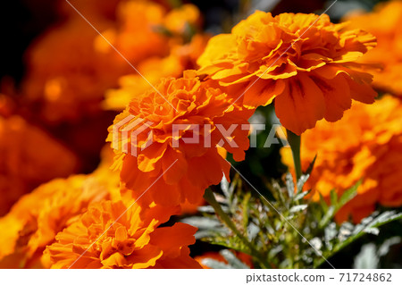 Marigold Marigold 71724862