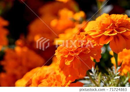 Marigold Marigold 71724863