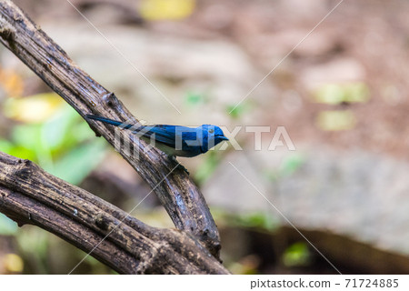 The black-naped monarch or black-naped blue flycatcher The black-naped monarch or black-naped blue flycatcher 71724885