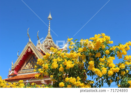 The Thong Aura is a kind of sacred wood in Thailand 71724893