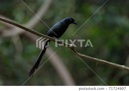 Racket-tailed Treepie on tree in forest. Racket-tailed Treepie on tree in forest. 71724907
