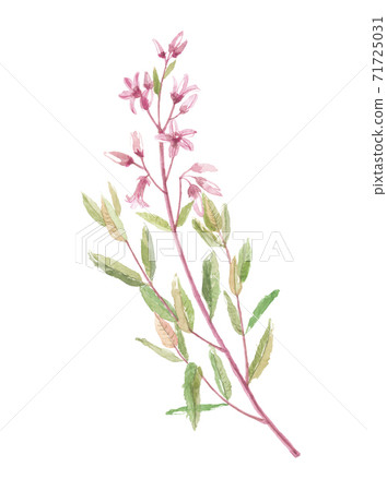 Rafuma Rafu大麻 71725031