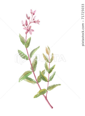 Rafuma Rafu hemp 71725033